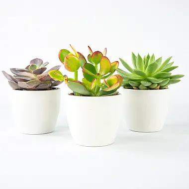 Trojice mini sukulentů