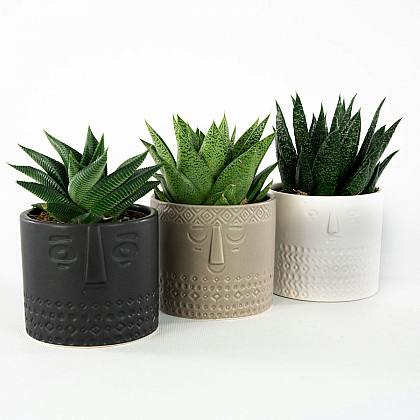 Trio Suculento com Plantador