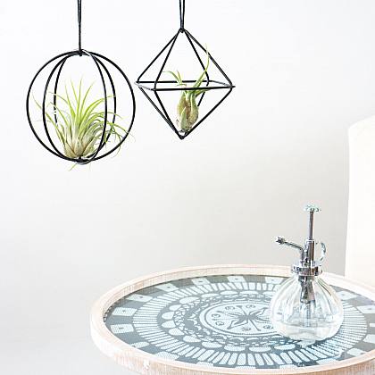 Duo Air Plants 'Black