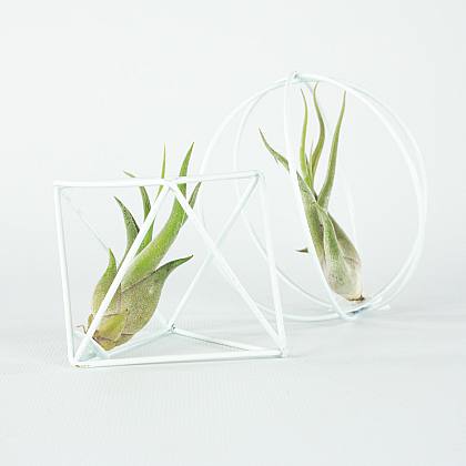 Duo Air Plants 'White