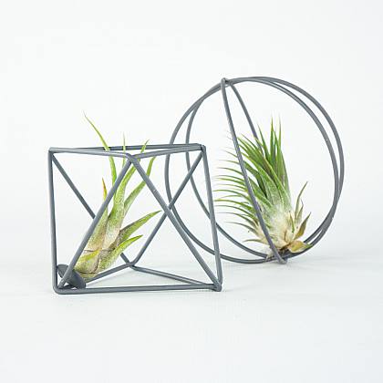 Duo Air Plants 'Grey