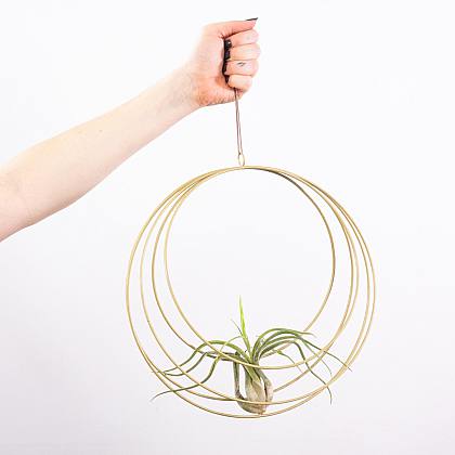 Set Luna Piena: Pianta aerea