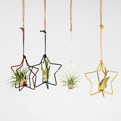 Set Planta de Aire con Estrella