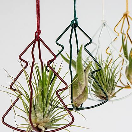 Set Airplants con Albero di Natale