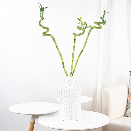 Sada Nordic Lucky Bamboo