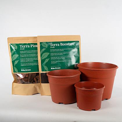 Sada péče: Transplantace