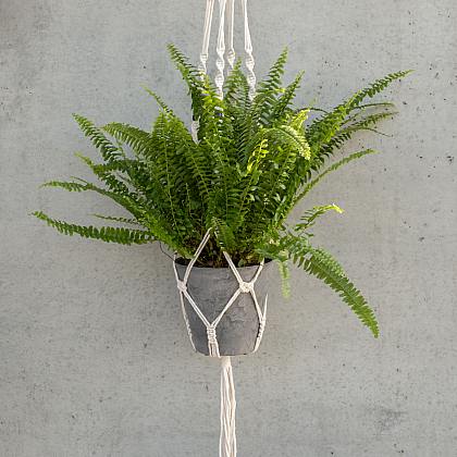 Bostonská kapradina