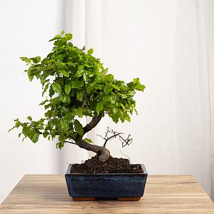 Bonsai Sageretia theezans 6 år gammal