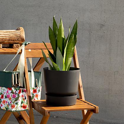 Sansevieria Moonshine