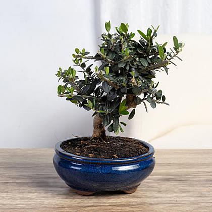 Bonsai Olivo 7 år gammal