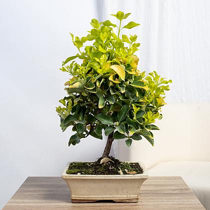 Bonsai Euonymus 8 años