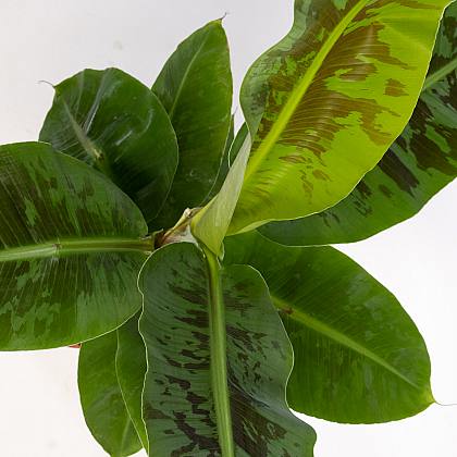 Bananero / Musa Tropicana