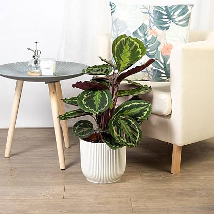 Calathea Princess Jessie