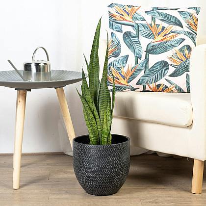 Sansevieria Zeylanica