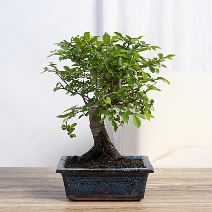 Bonsaj Zelkova 5 let