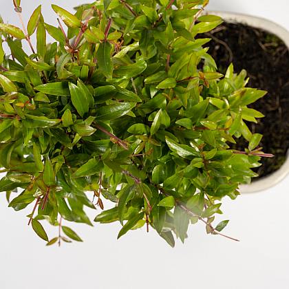 Bonsái Púnica granatum