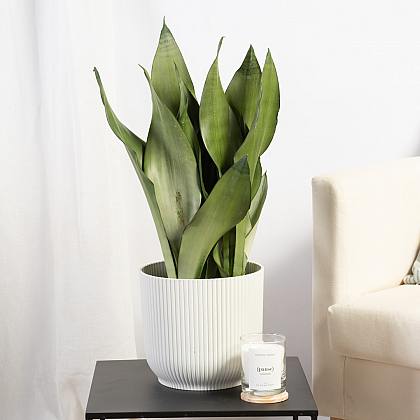 Sansevieria Moonshine