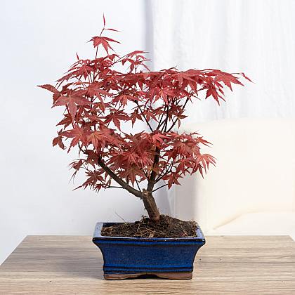 Bonsai 7 let Acer palmatum atropurpureum