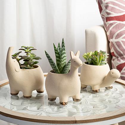 Safari Succulent Trio