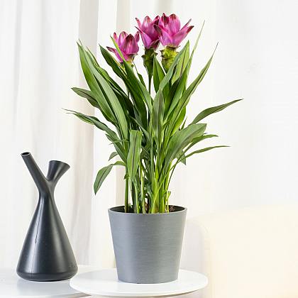 Curcuma