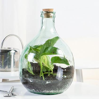 Daphne DIY Terrarium