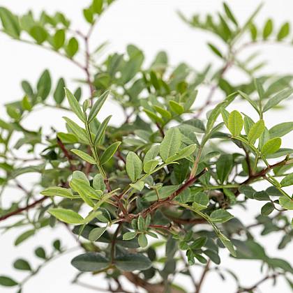 Bonsái Pistacia lentiscus