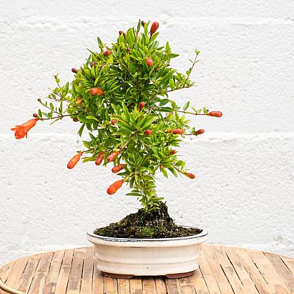 Bonsaï Punica Granatum 7 ans