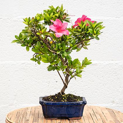 Bonsai 8 lat Rhododendron indicum