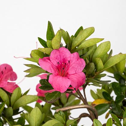 Rhododendron indicum