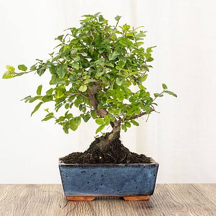 Bonsai Sageretia Theezans 6 let