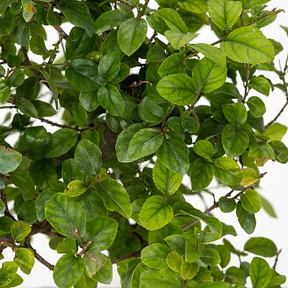 Bonsái Sageretia Theezans