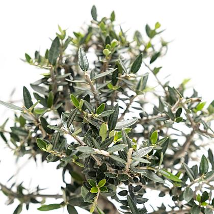 Bonsái Olivo / Olea