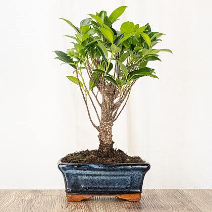 Bonsai Ficus retusa 5 jaar oud