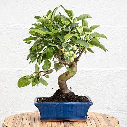 Bonsai 7 let Malus sp