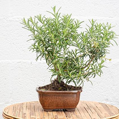 Bonsaï 8 ans Rosmarinus Officinalis