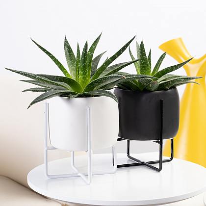 Duo Succulente Monaco