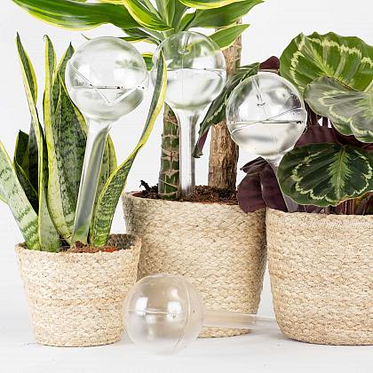 Pack 4 Auto-riego ECO