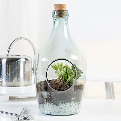 Apollo DIY Terrarium