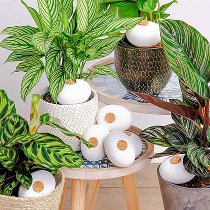 Pack 8 Terracotta self-watering spheres