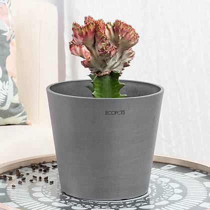 Euphorbia lactea Cristata