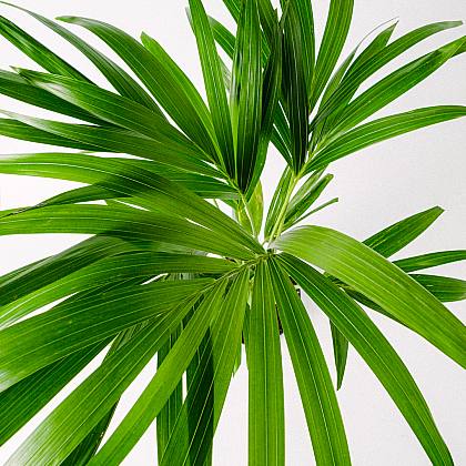 Palmier Kentia ou Howea