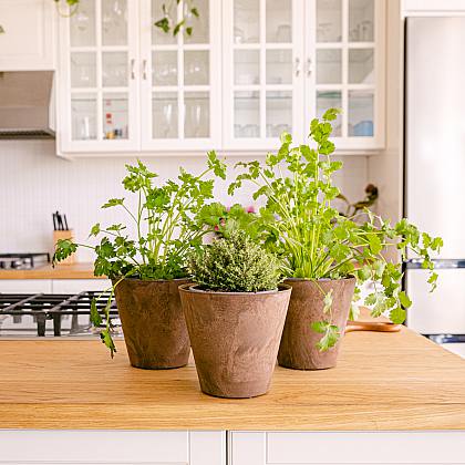 Středomořské kulinářské trio - koriandr, petržel a tymián.