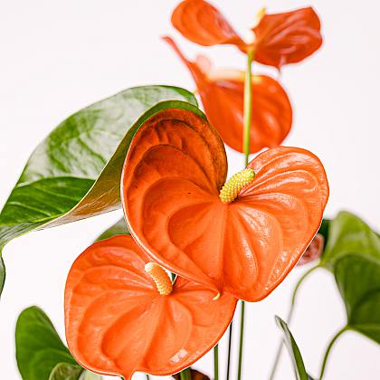 Anthurium