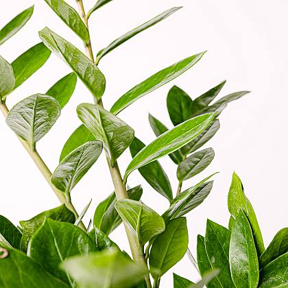 Zamioculcas - Planta Cuervo (ZZ)