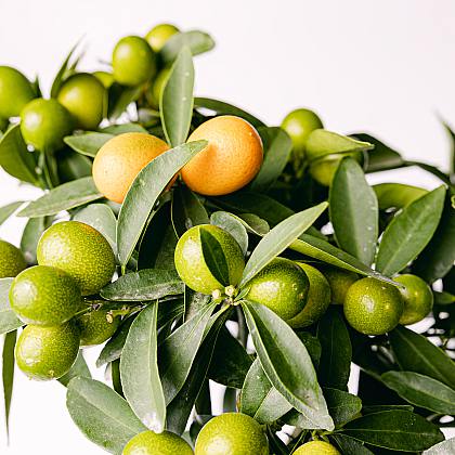 Naranjo Japonés - Kumquat