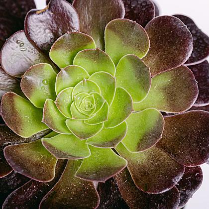 Siempreviva Arbórea