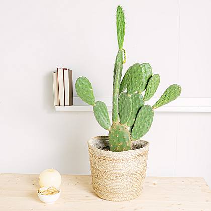 Opuntia Tomentosa