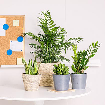 Plantas para oficina