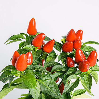 Planta del Pimiento / Capsicum Annum