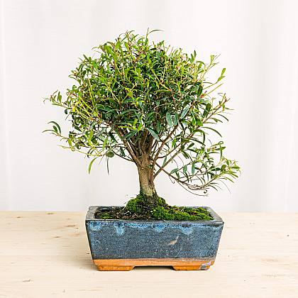 Bonsai Syzigium 5 años